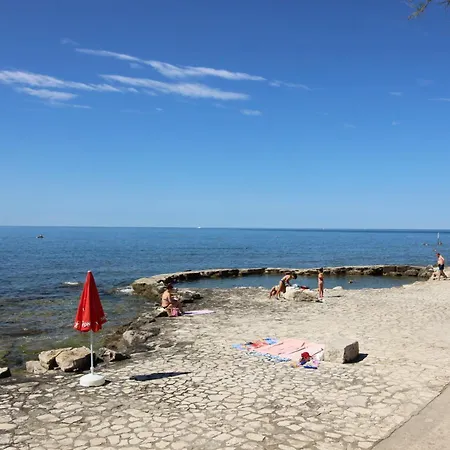 Laurus Nr3 In Front Of The Novigrad Istria