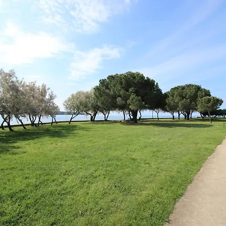 Laurus Nr3 In Front Of The * Novigrad Istria